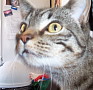 Photo Number 9